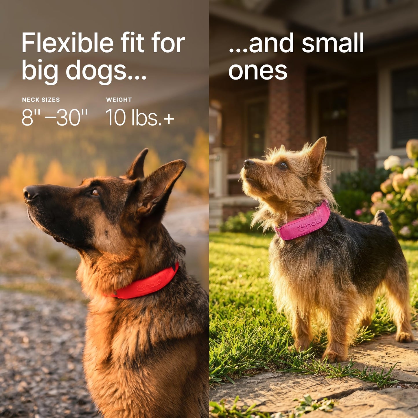 Halo Collar 5 Wireless Dog Fence & GPS Dog Collar, Keep Your Dog Safely Contained Outdoors with App-Controlled Boundaries and Real-Time Tracking, One Size, Blaze